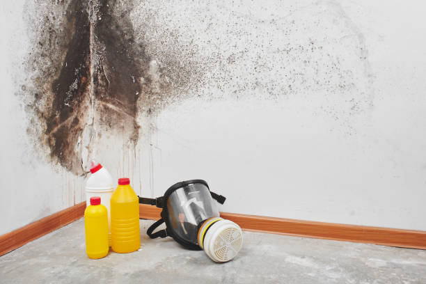 Best Mold Removal Near Me  in Green Knoll, NJ