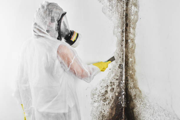 Best Mold Cleaning Services  in Green Knoll, NJ
