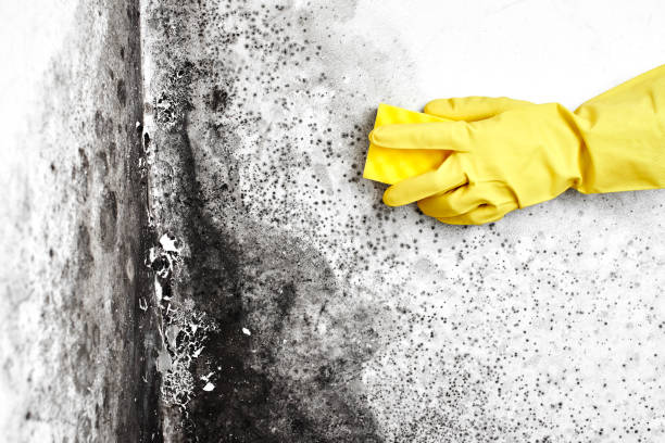 Best Mold Testing  in Green Knoll, NJ