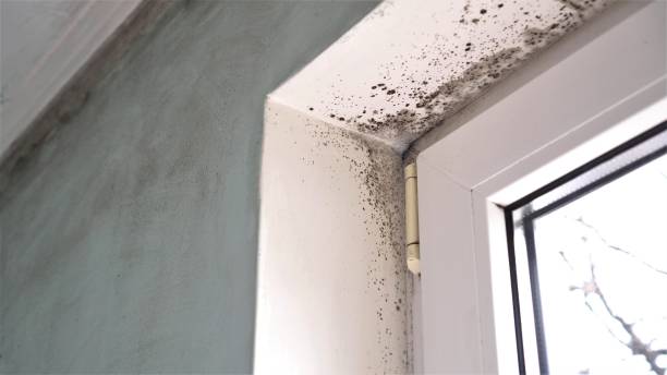 Best Fast Mold Removal  in Green Knoll, NJ