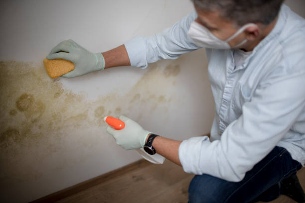 Mold Removal and Inspection in Green Knoll, NJ