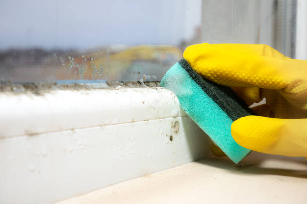Best Mold Remediation Experts  in Green Knoll, NJ