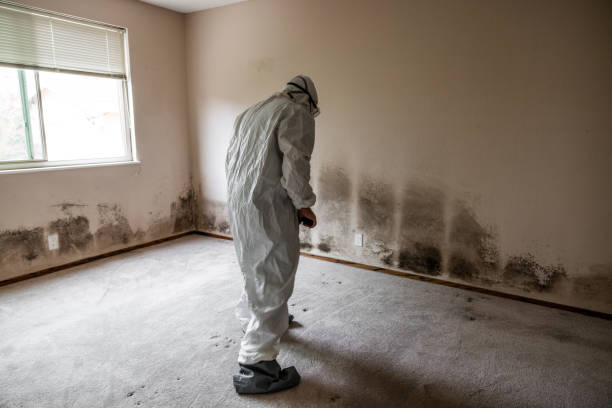 Best Attic Mold Removal  in Green Knoll, NJ