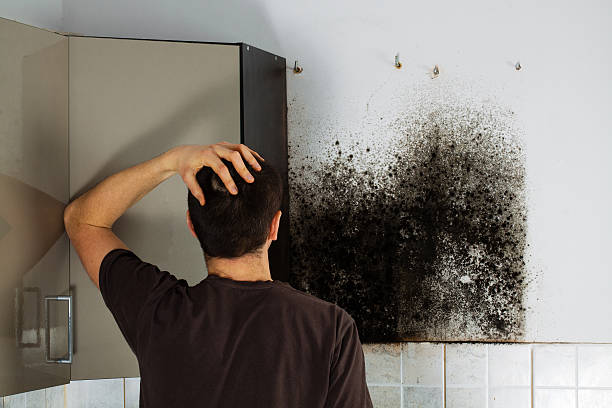 Best Professional Mold Removal  in Green Knoll, NJ