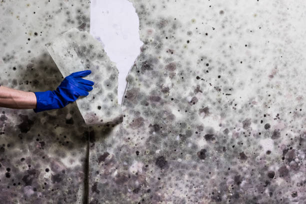 Best Best Mold Removal Companies  in Green Knoll, NJ