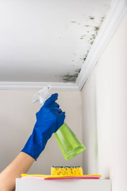 Best Toxic Mold Removal  in Green Knoll, NJ