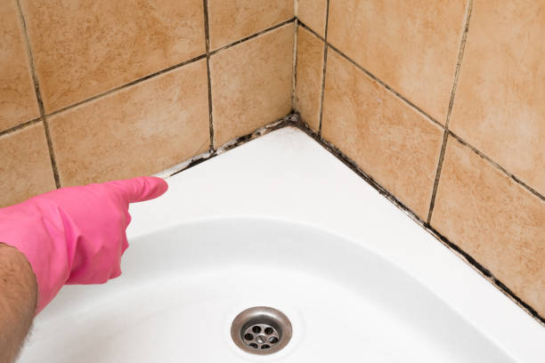 Best Certified Mold Removal  in Green Knoll, NJ